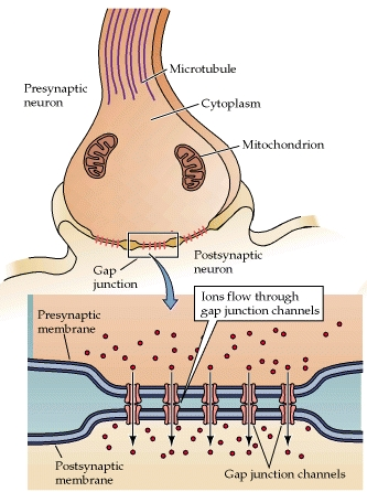 898_Chemical synapses.png